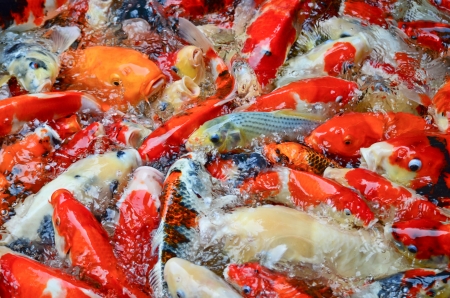 The swimming colorful carps in the  pondの写真素材