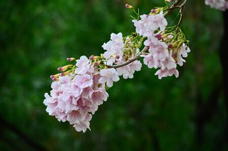 Pink trumpet blooming on the tree