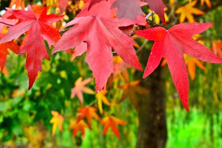 Brightly colored maple leaves during autumnの写真素材