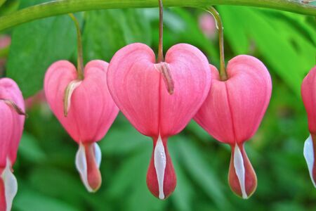 Three heart flowersの写真素材