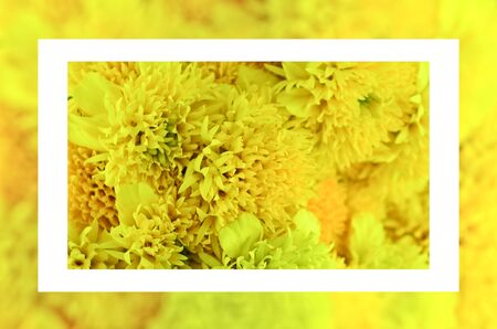 Close up yellow flower bouquet frameの写真素材