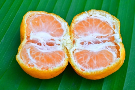 Orange on green leafの写真素材