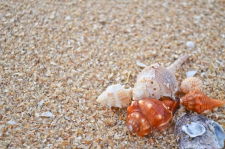Seashell on the beach