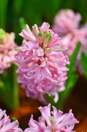 Pink hyacinthusの写真素材