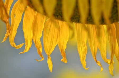 Dry yellow sunflower closeupの写真素材