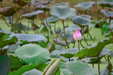 Blooming lotus flowerの写真素材