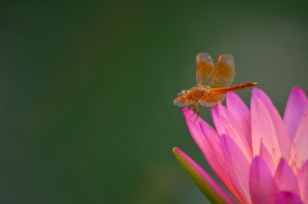 Pink lotus blossoms in the pond with dragonflyの写真素材