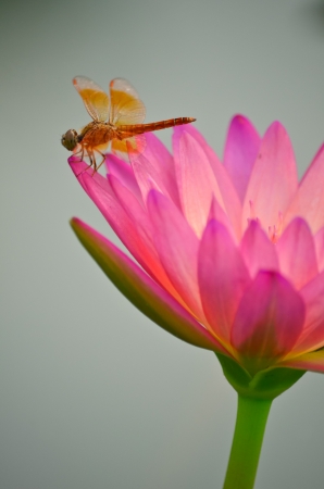 Pink lotus blossoms in the pond with dragonflyの写真素材