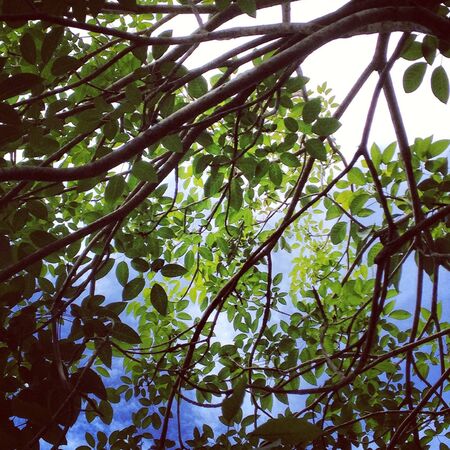 Tree branchの素材