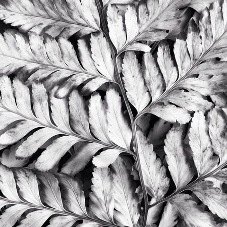 Close up dry leafの素材