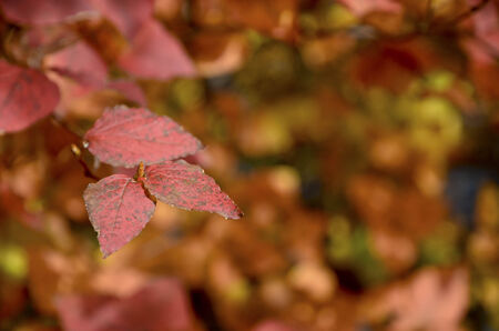 Autumn leaves