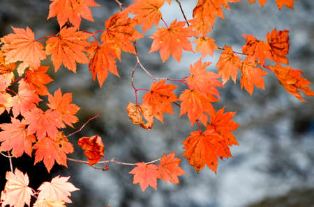 Autumn leavesの写真素材