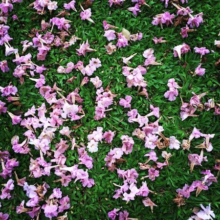 Pink flowers on the grassの素材