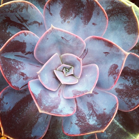 Small desert plantの素材