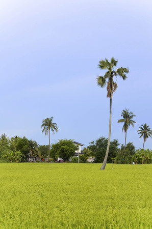 Rice field with blue skyの写真素材