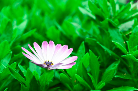 Purple grass flowerの写真素材