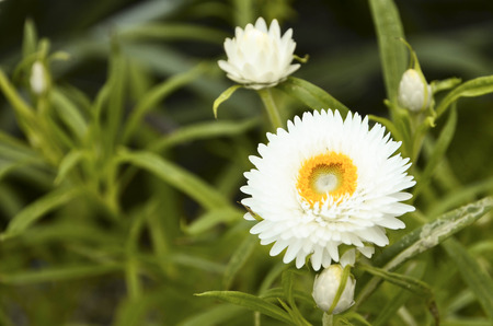 Daisy flowersの写真素材