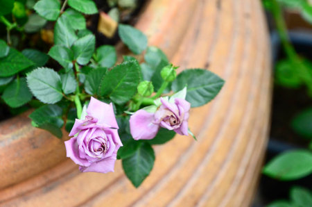 Purple roaseの写真素材