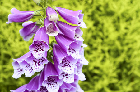 Foxglove with green backgroundの写真素材