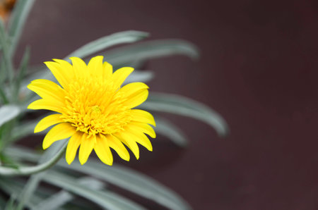 Small yellow flowerの写真素材