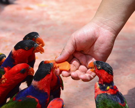 Birds eating fruit from handの写真素材