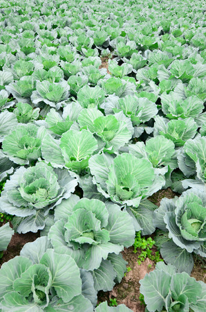 Green cabbage fieldの写真素材