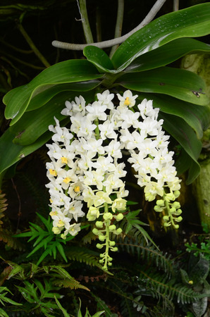 White orchidの写真素材