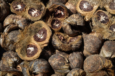 Dry betel nutの写真素材