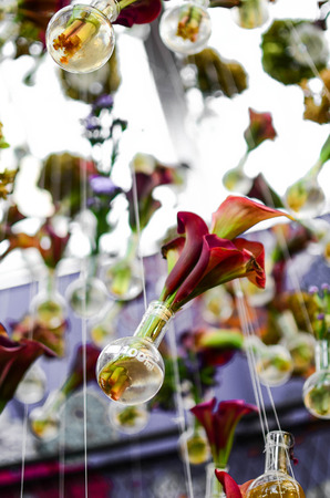 Flamingo Flowerの写真素材