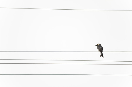 Bird on electric wireの写真素材