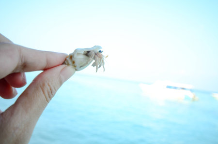 Hand holding hermit crabの写真素材