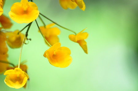 Yellow orchidの写真素材