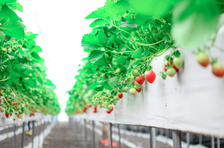 Strawberry Gardenの写真素材