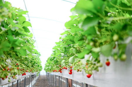 Strawberry Gardenの写真素材