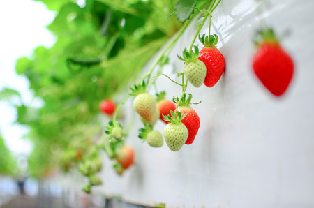 Strawberry Gardenの写真素材