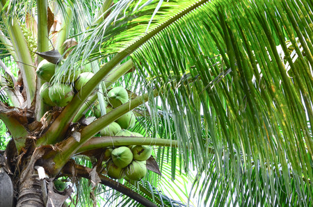 Coconut Palm Tree