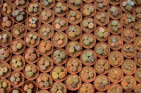Top view of cactus in the farmの写真素材