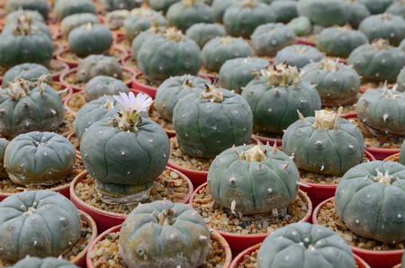 Cactus farm selective focusの写真素材