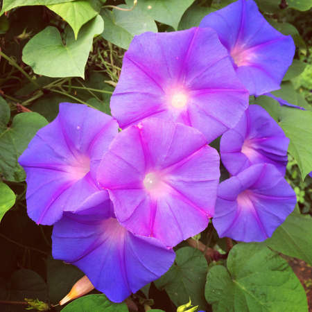 Purple flower