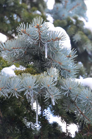 Winter frost on spruce christmas tree