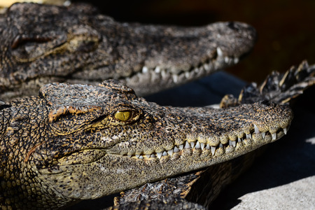 Crocodiles resting in a crocodile farm