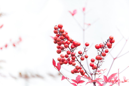 Red Rowan Berriesの写真素材