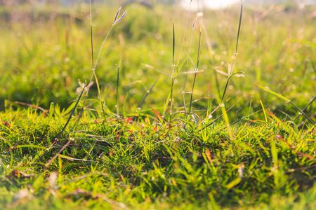 green grass and sunlight very shallow depth of field