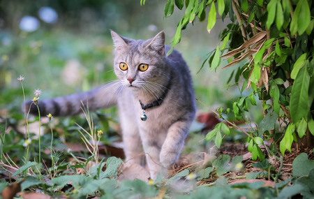cat sneaking on the green grassの写真素材