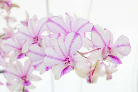 white orchid close upの写真素材
