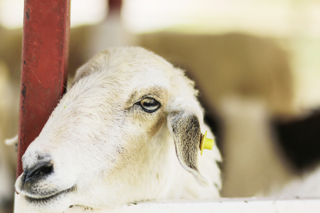 Close up Sheep in Sheep farmの写真素材