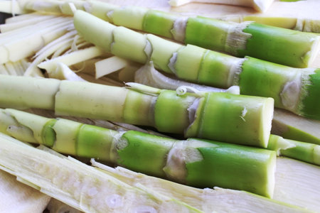 clpse up fresh green bamboo shoot on outdoor shotの写真素材