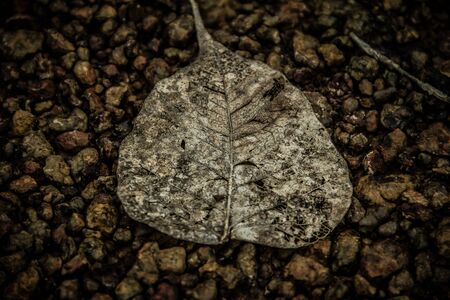 the bodh leaf lie on the road backgroundの写真素材