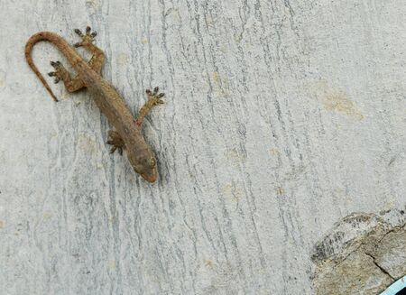 Detail brown little lizard on dirty cement wallの写真素材