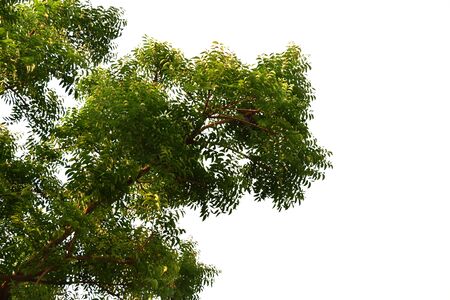 Detail of tree isolated on white backgroundの写真素材